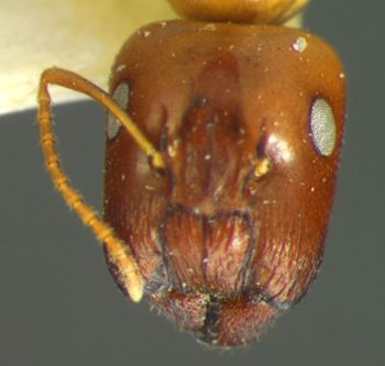 Media type: image; Entomology 8725   Aspect: head frontal view